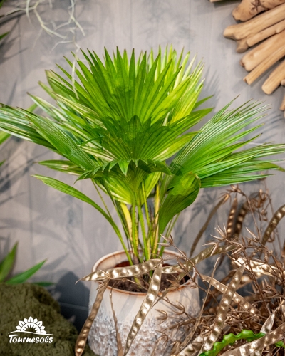 Plante verte Air So Pur en pot, feuillage dense et lumineux pour purifier l’air intérieur naturellement